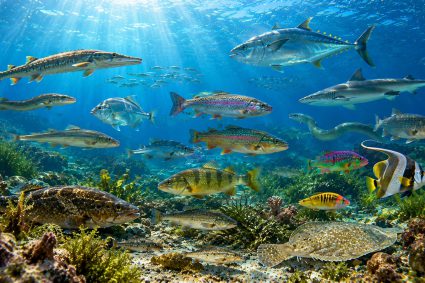 🌿 SPUREN DER SCHÖPFUNG | 🧬 Episode 7: Leben im Verborgenen – Warum Fische Fische bleiben | 🐟 Leben im Verborgenen – Die Welt der Fische